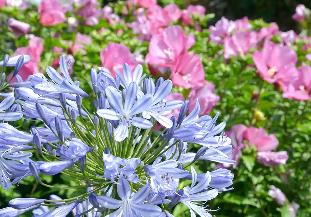 Entretien de type de plante