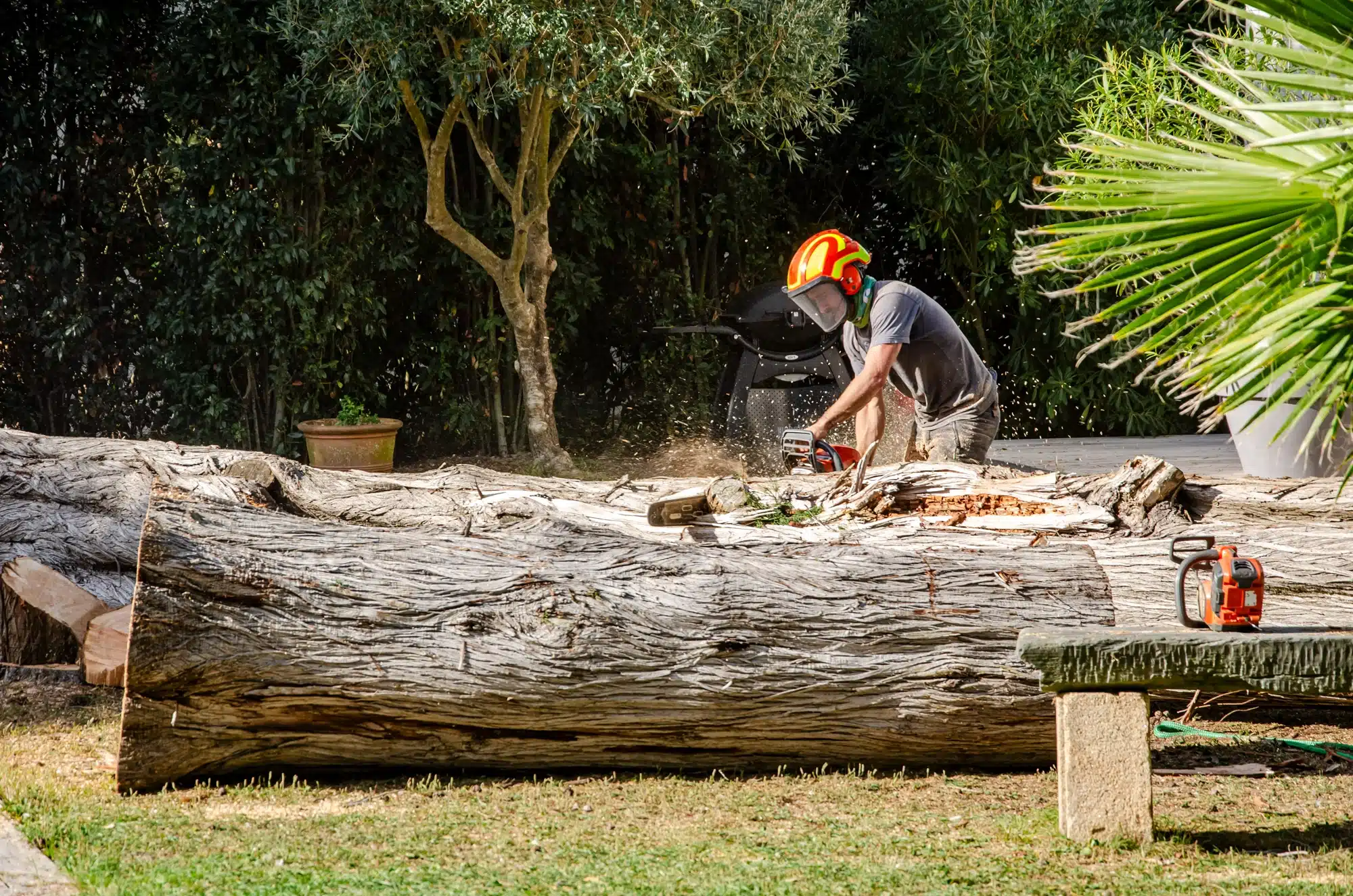 Élagage d’un Cyprès – Pouliguen